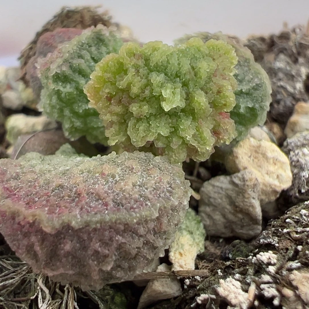 实生新品多肉植物水泡多肉植物