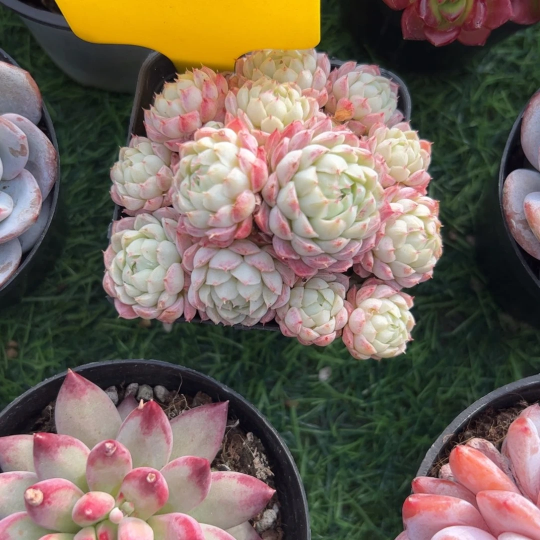 小红船多肉植物保护研究所
