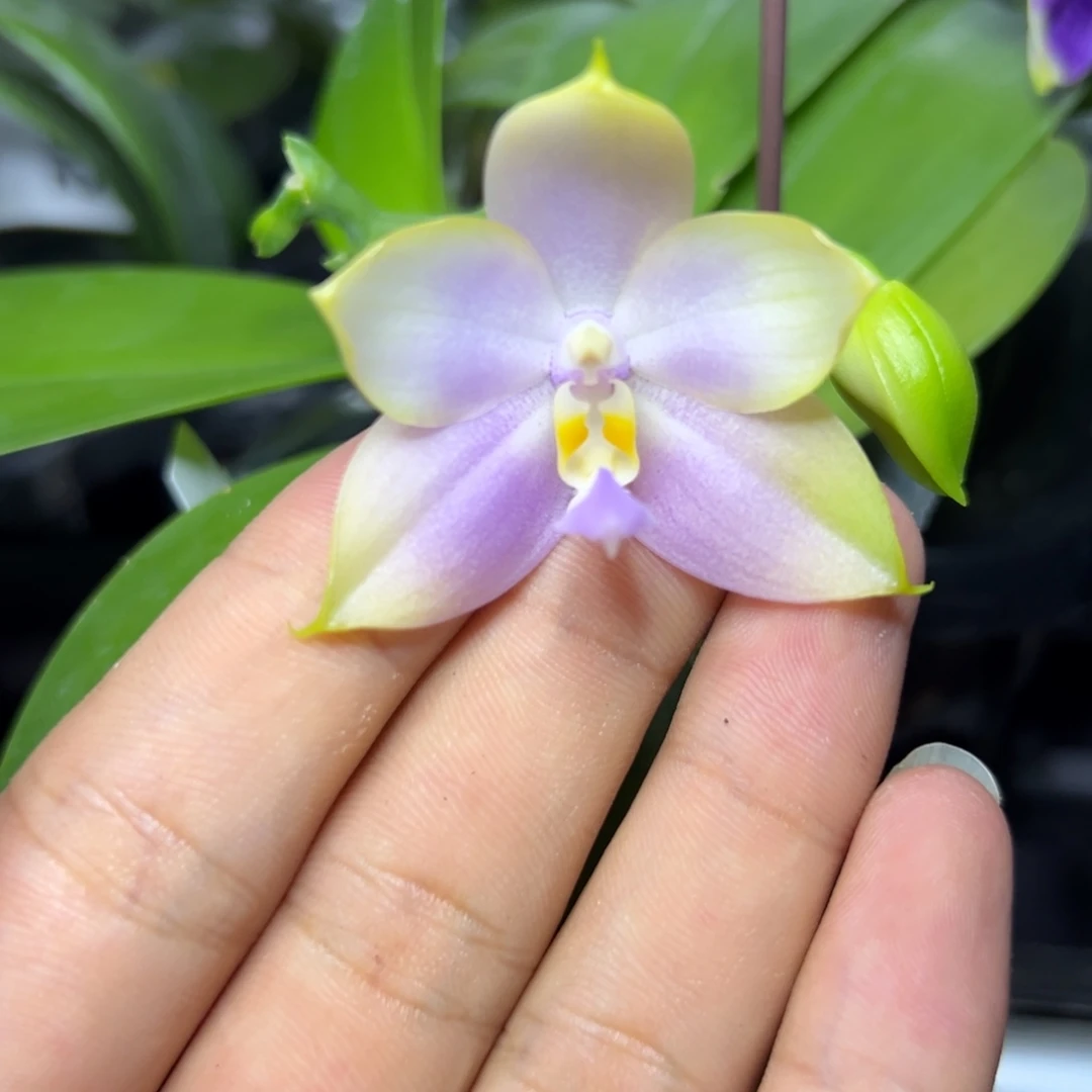 完全开放l006n6505粉嫩