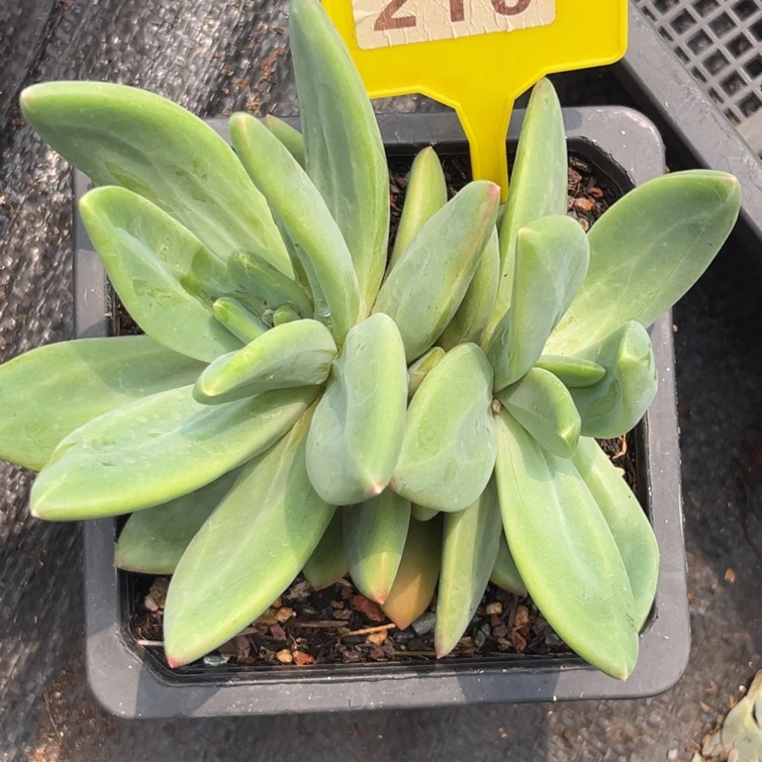 多肉植物海洋之歌210