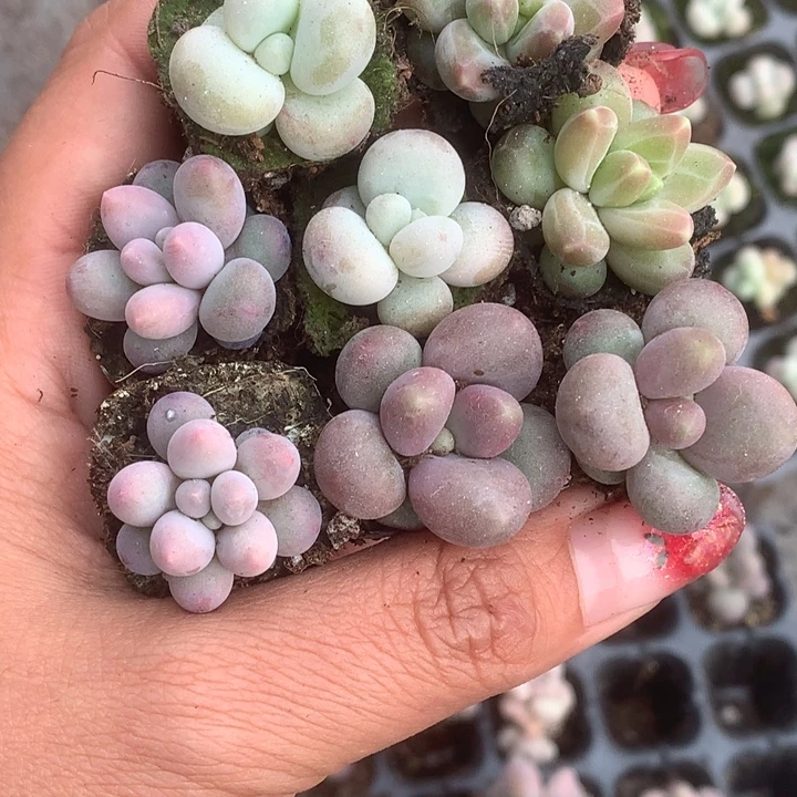 蛋黄。彩虹。咖啡。糖果。乘以2。包邮