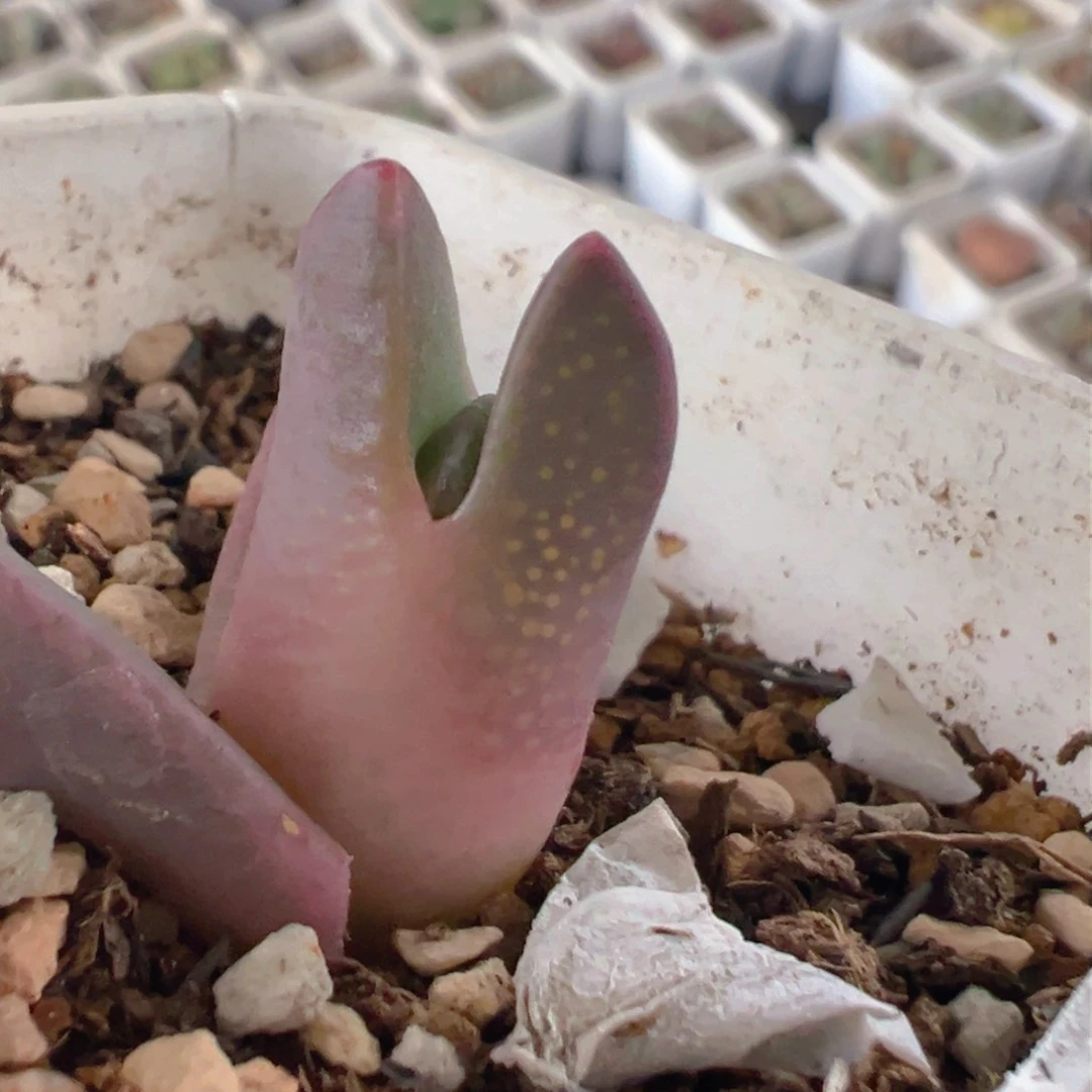 145多肉植物百科知识