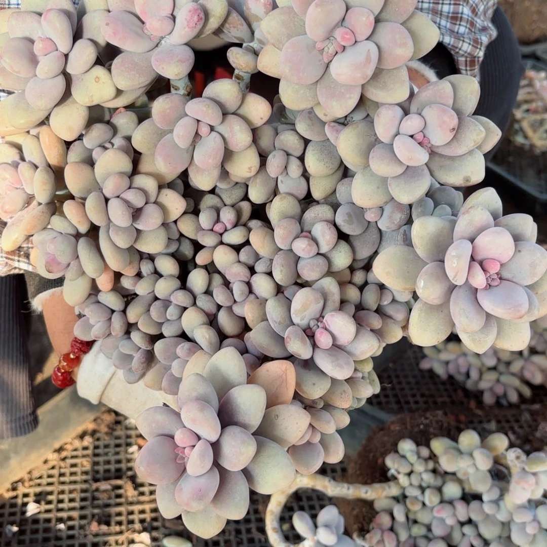 匠****毛桃蛋18。