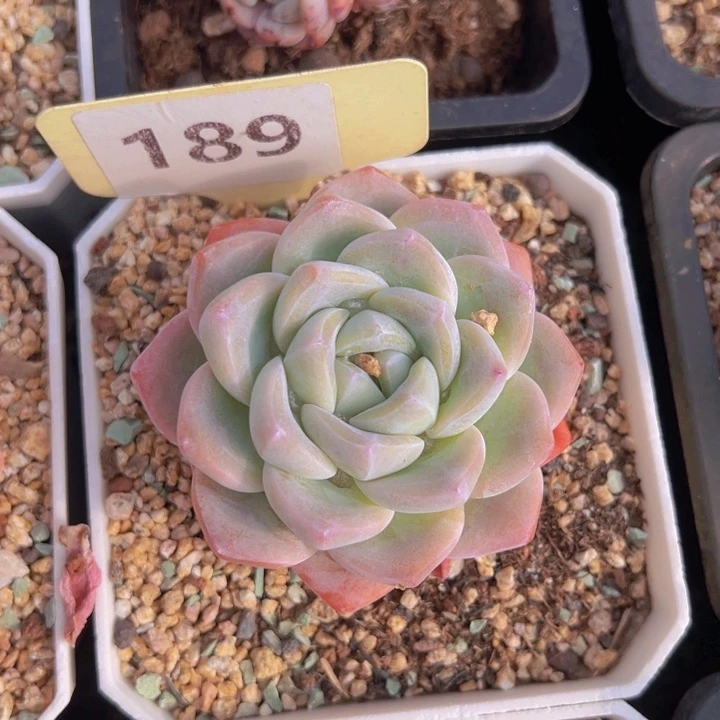 健健康康平平安安