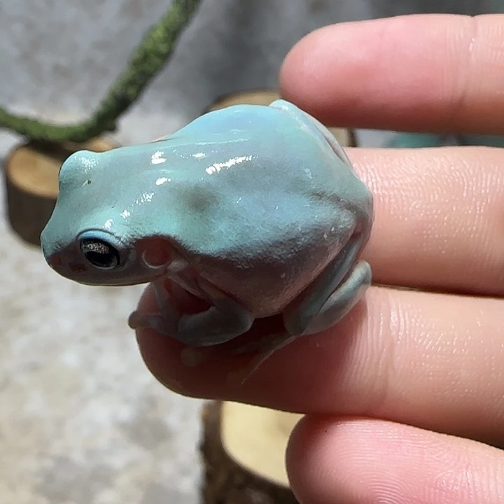 老爷树蛙素皮特惠