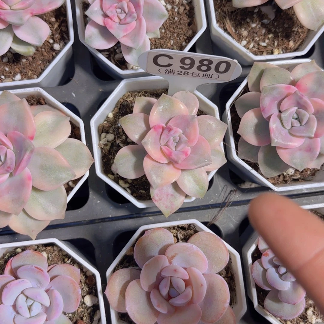 C980紫乐锦一物一拍