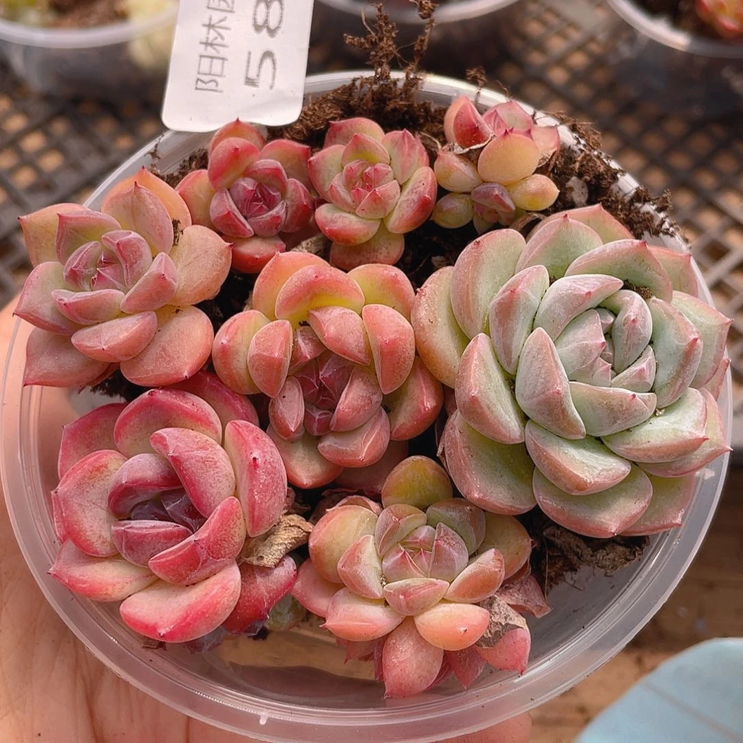 多肉植物多肉植物587