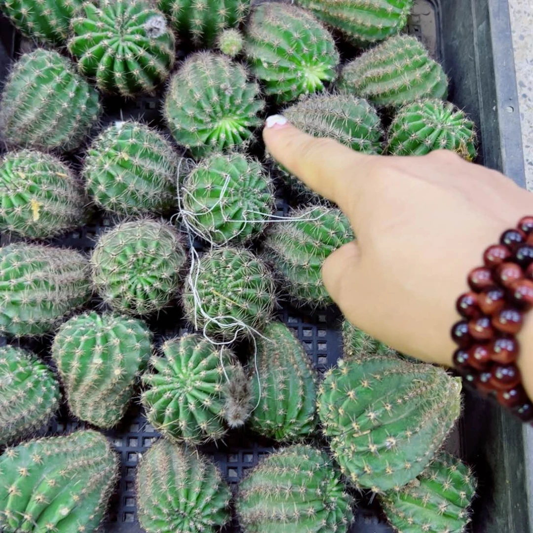 下103彩草105 歪无根侧芽4公分左右20包邮