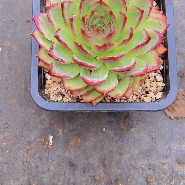 相****杂交多肉植物老桩