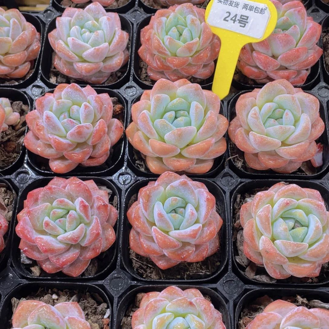 24号 果冻发白兔单头一个