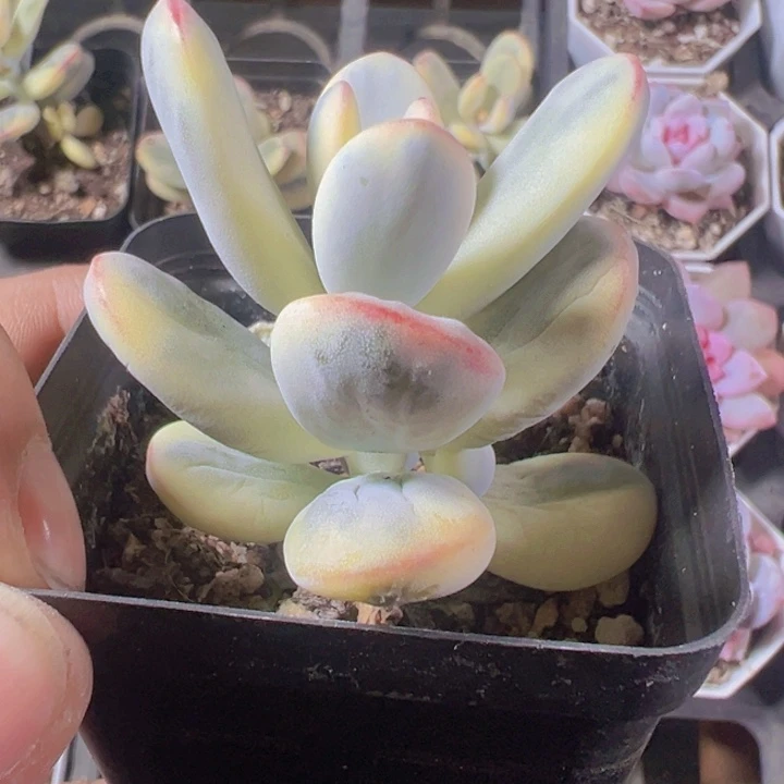 乒乓福娘锦精品多肉植物