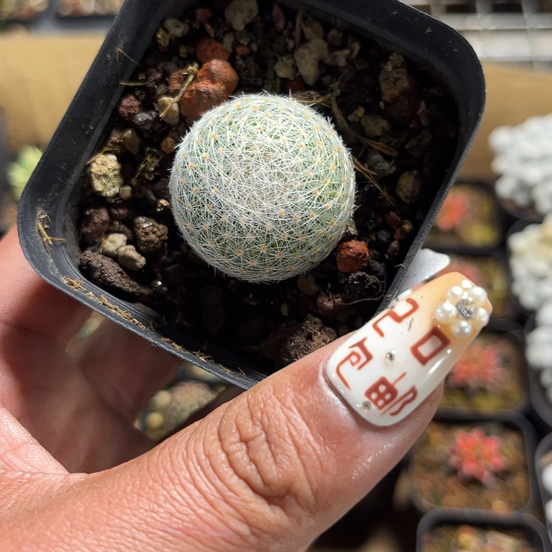 白娟丸单头发货单头