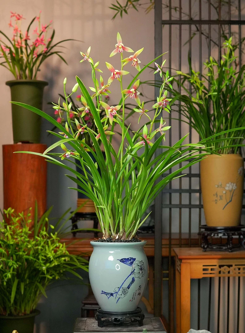 兰花 建兰铭品【峨眉贵妃】荷趣盆幽香兰花 室内好养易活2