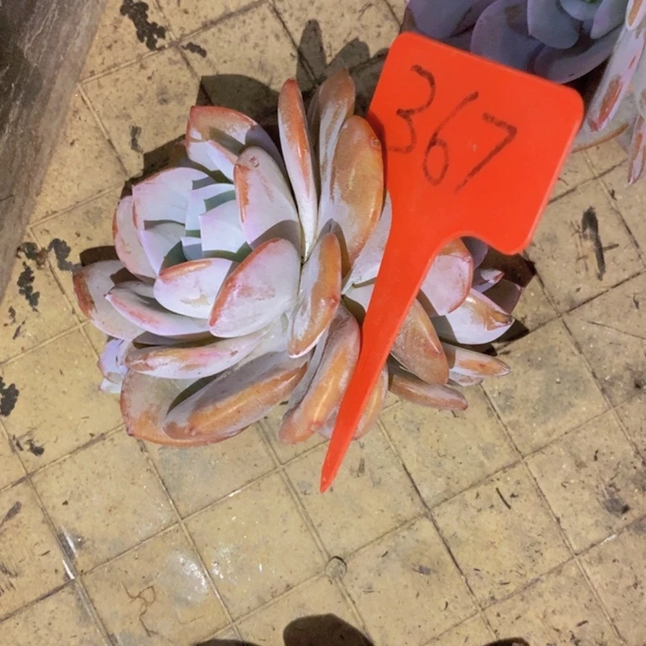 这个点吃晚饭真的有点