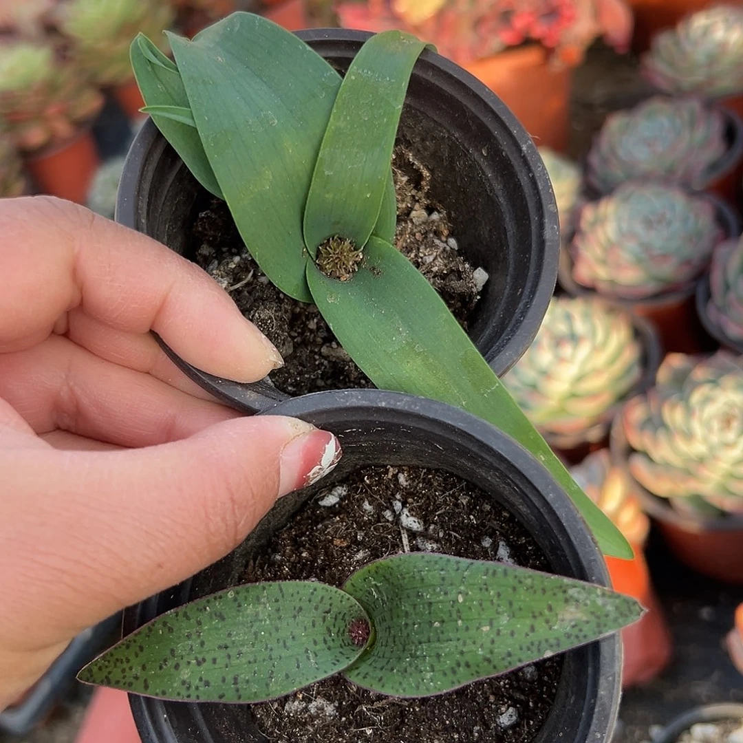 多肉植物泡泡纱立金花