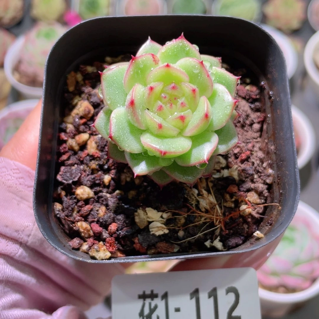 花利美1-112海王优选