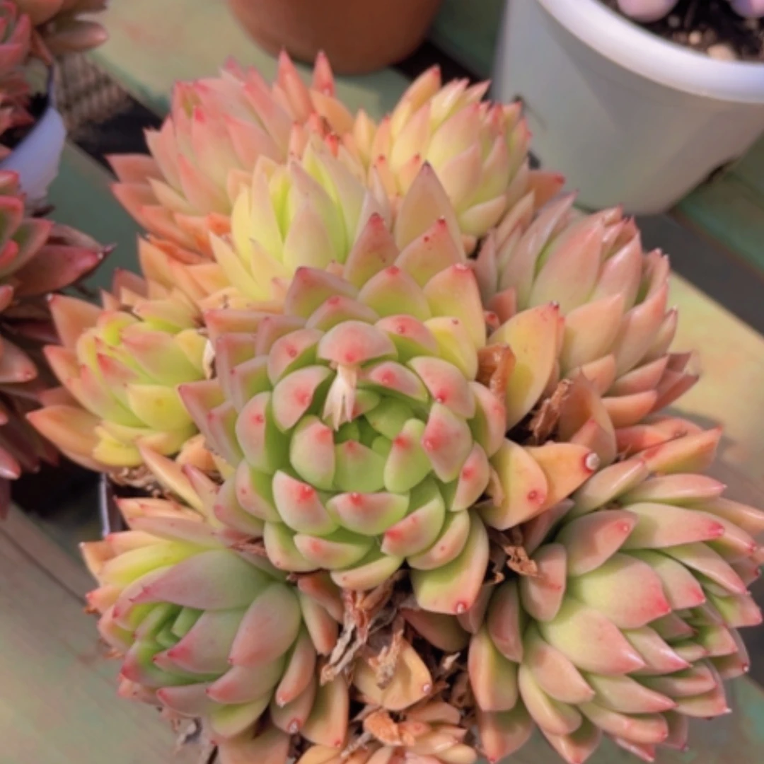 【闪购商品】红蜡东云1981