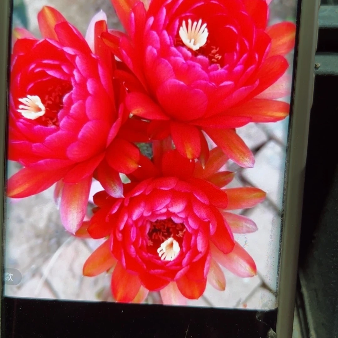 下35毛樱桃红歪无根侧芽5公分左右20包邮