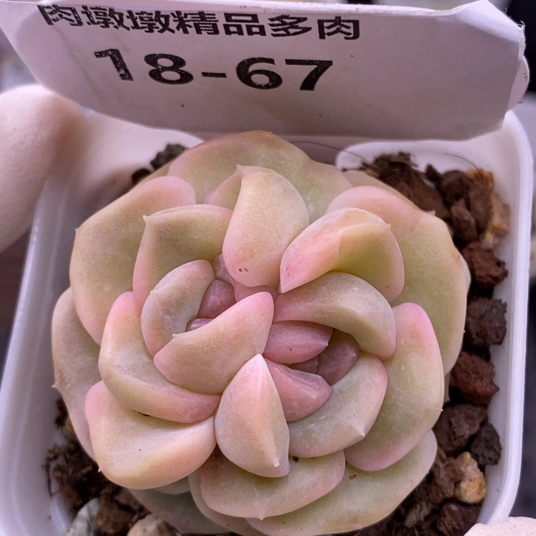 【闪购商品】18-67良辰