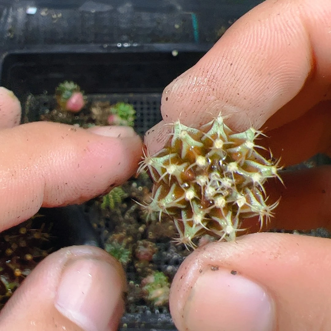 安***乔当前无花栽培后可以开花346