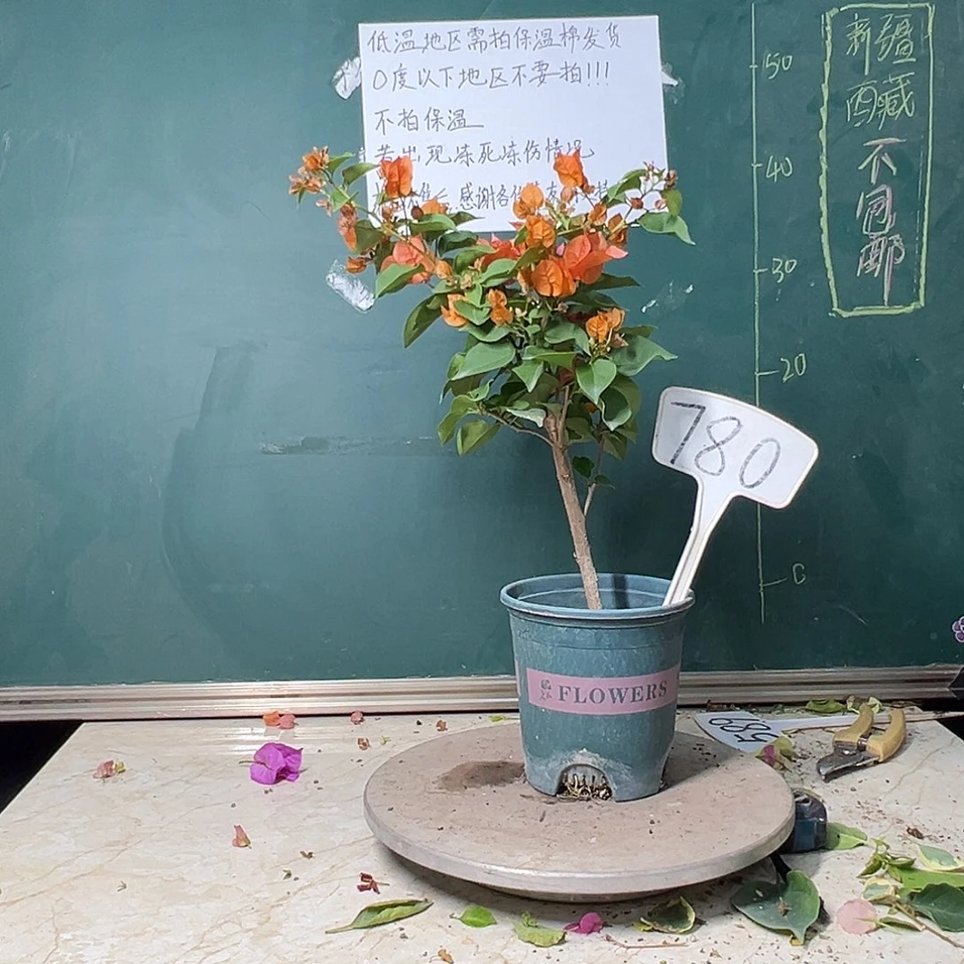 完全开放绿叶橙780