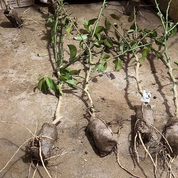 40公分左右树型叶仙四颗编号31