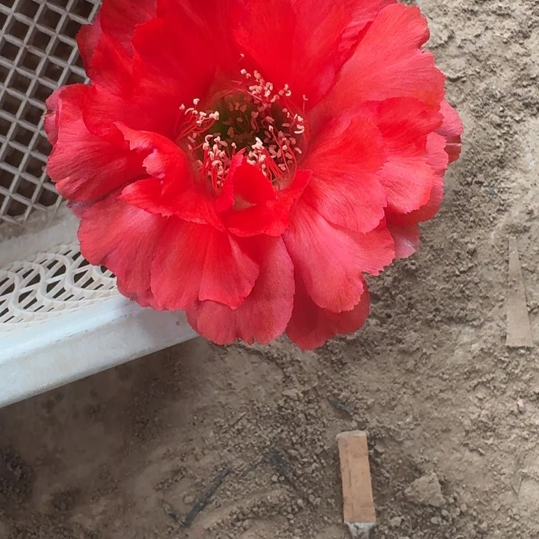 红娇媚侧芽4公分彩草