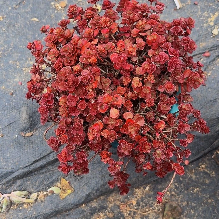 青***。丽娟花卉小球玫瑰