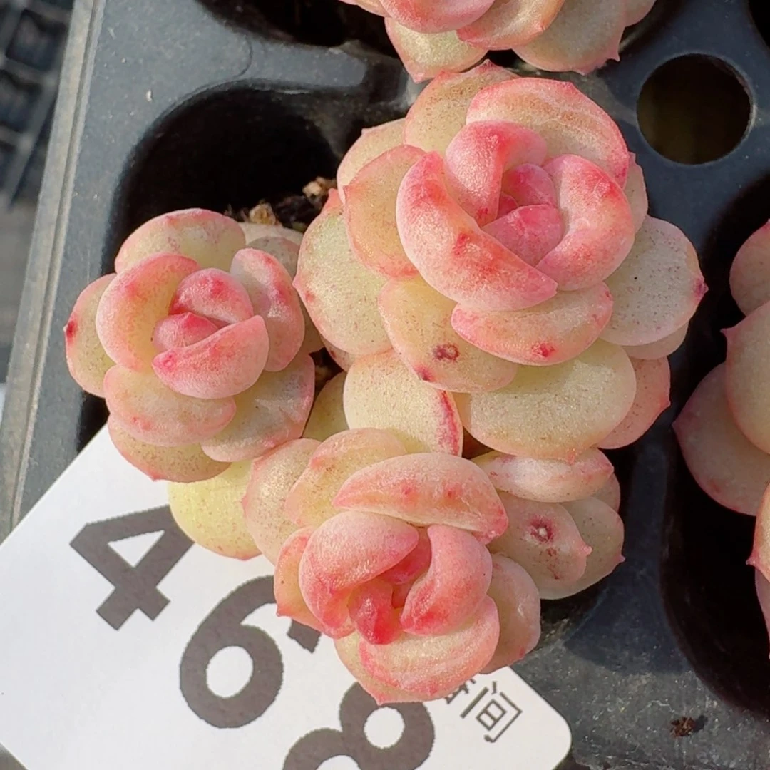 琴心         精品多肉