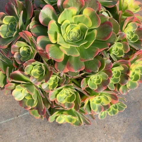 多肉植物特斯拉锦。