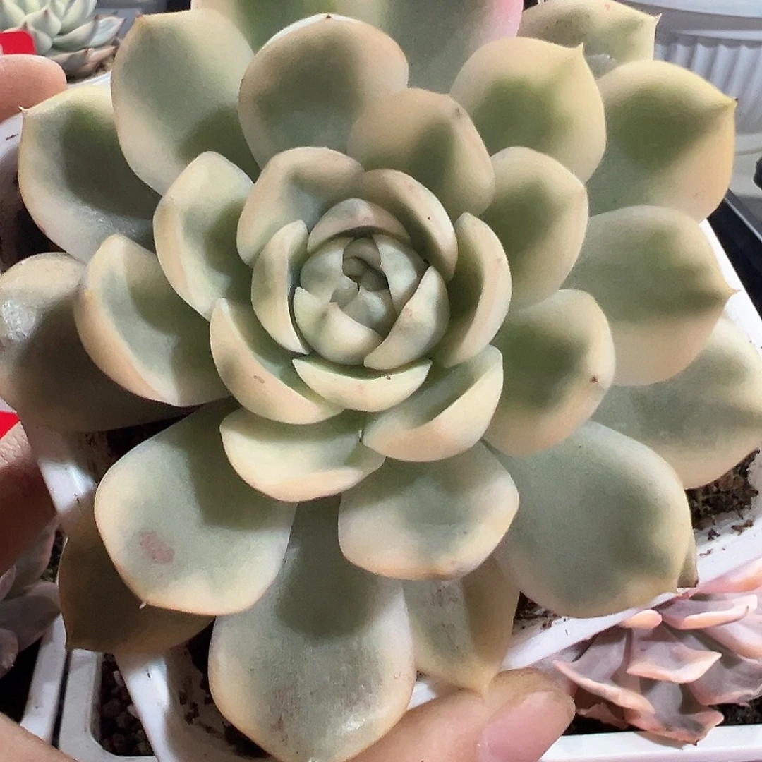 82号韩水晶锦多肉植物
