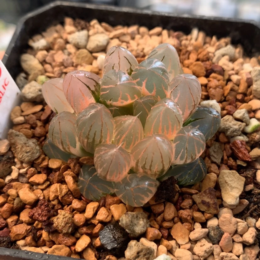 【闪购商品】676霓虹灯