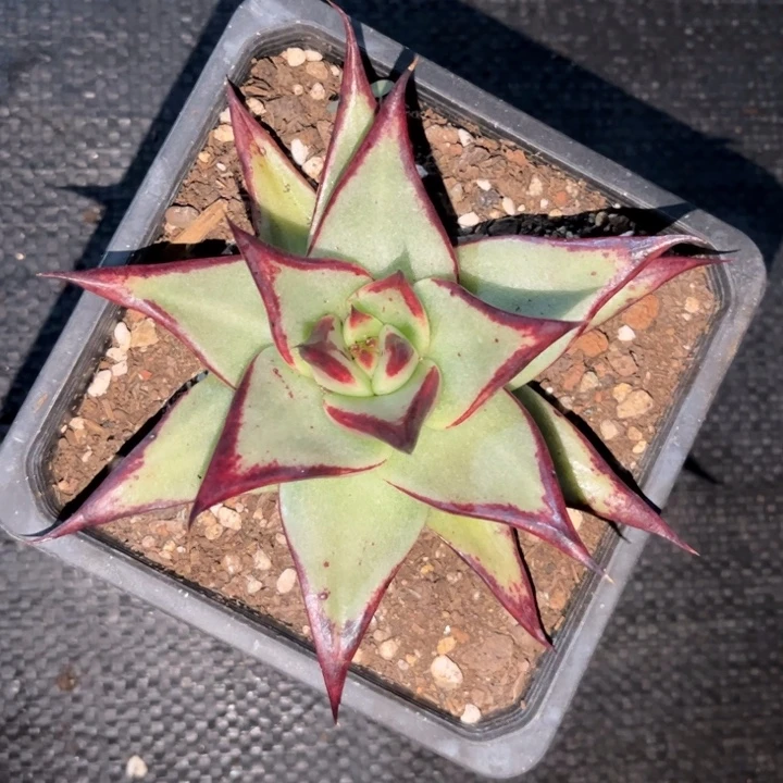 超长叶子超长睫毛