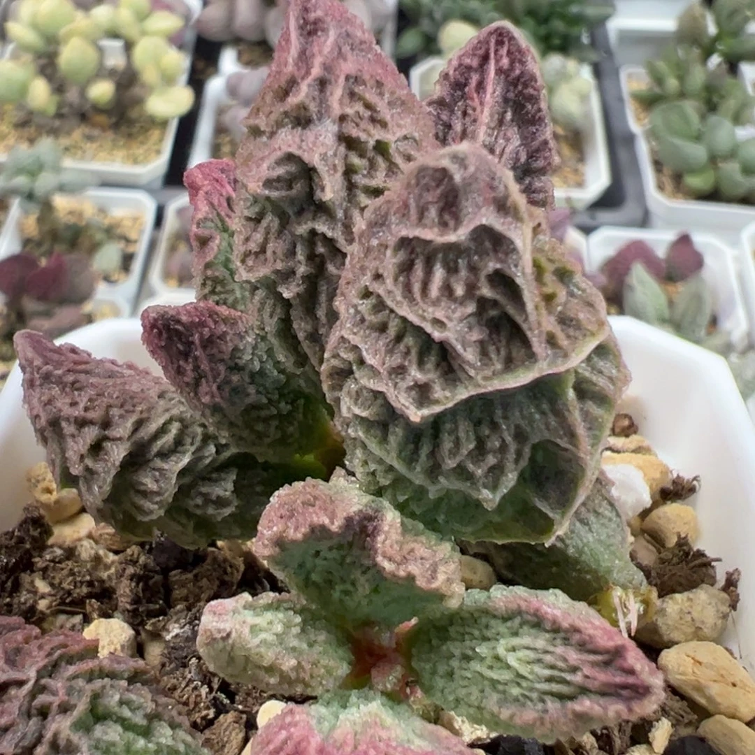 实生新品多头纯木质桩多肉植物水泡多肉植物