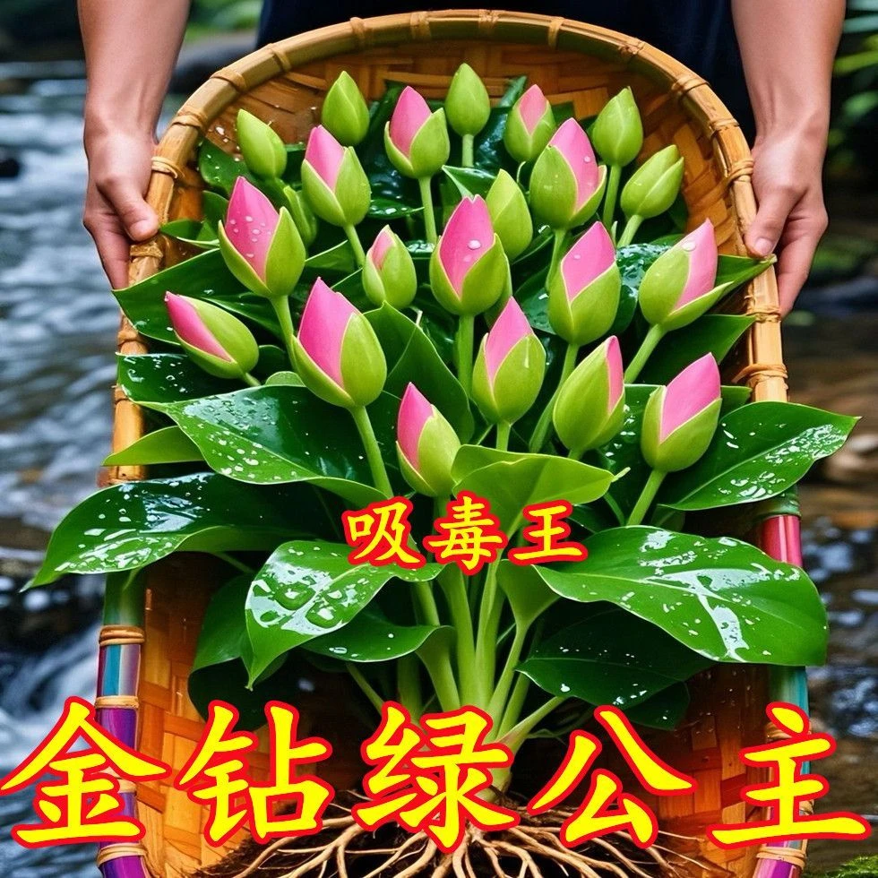 金钻绿公主盆栽室内植物除甲醛花卉净化绿植客厅香薰粉四季常青