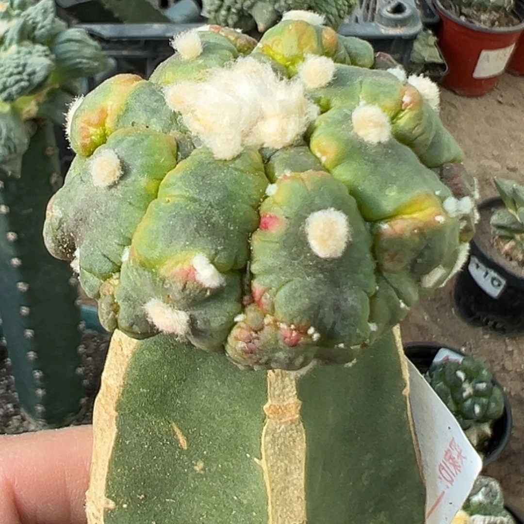 完全开放福利绣普龟甲悟空兜缀化锦992