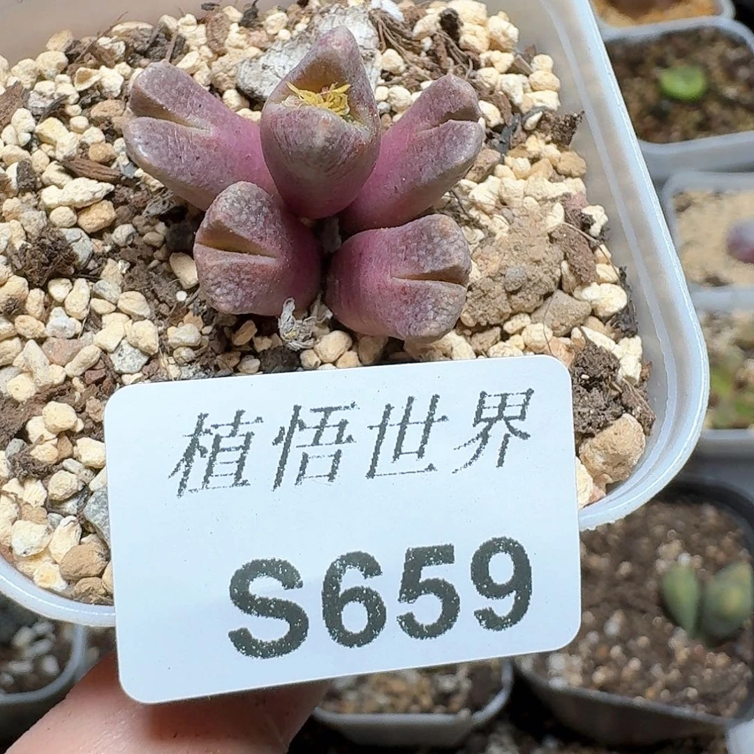 659个多肉植物哇f g