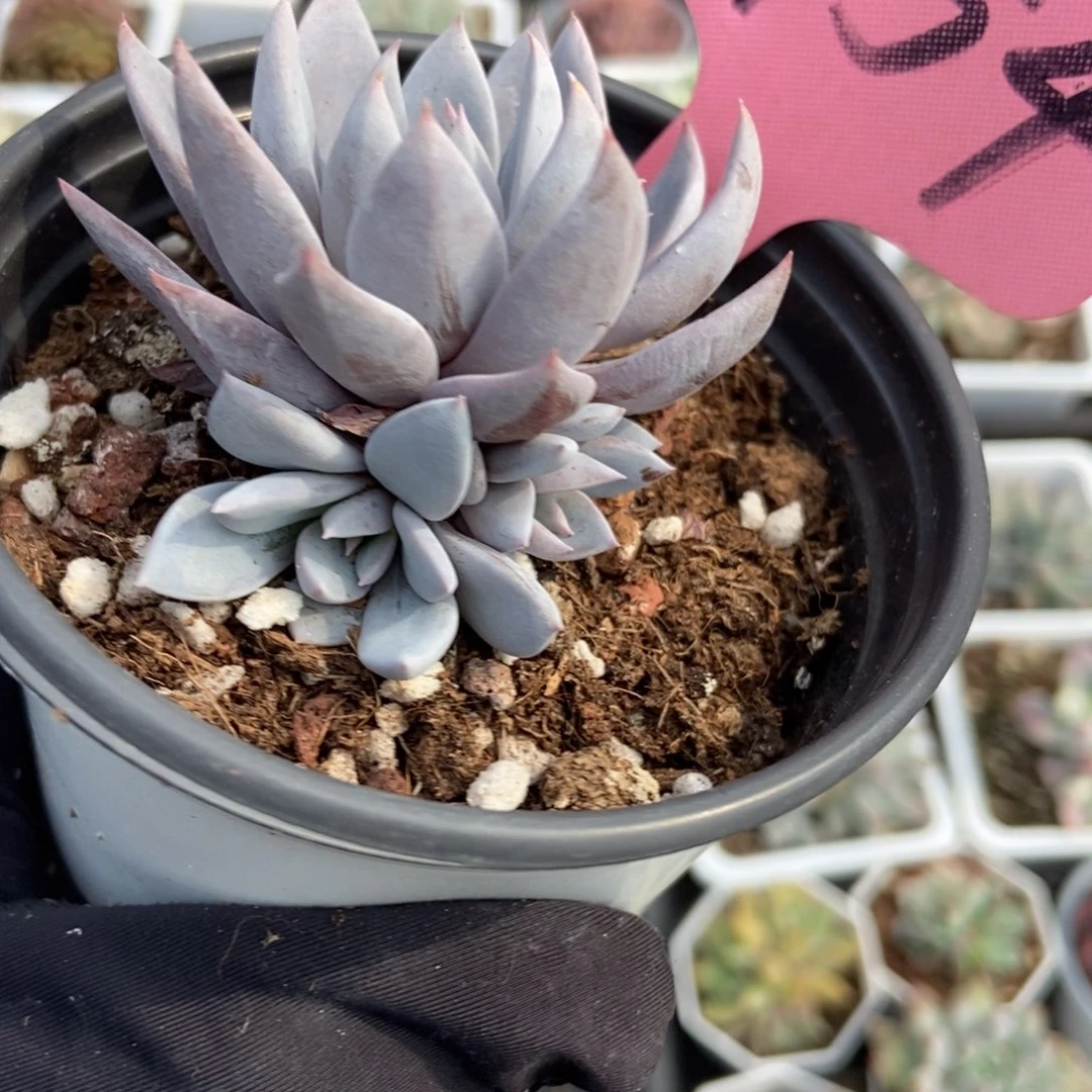 '1754青鬼多肉植物保护