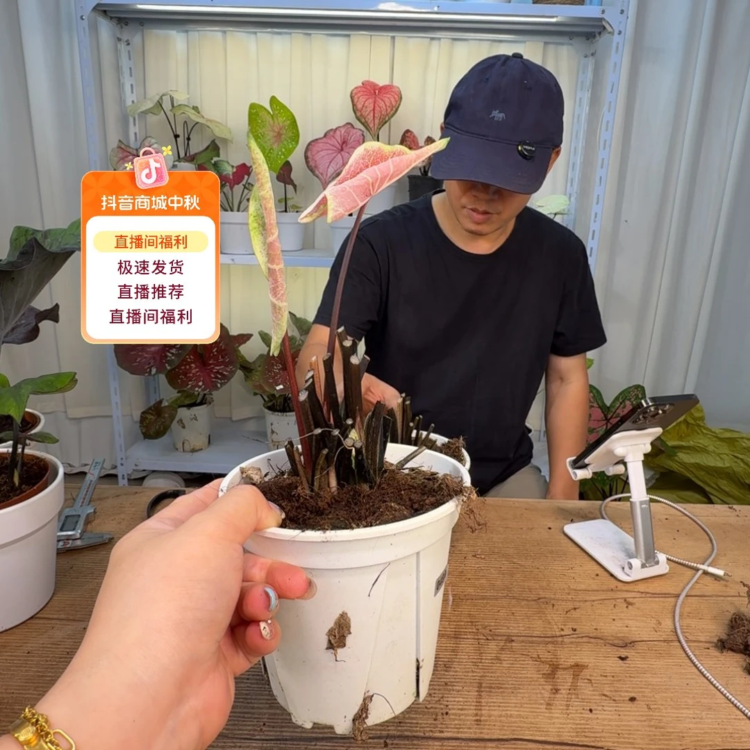 元***崽无花朵水蜜桃   0221