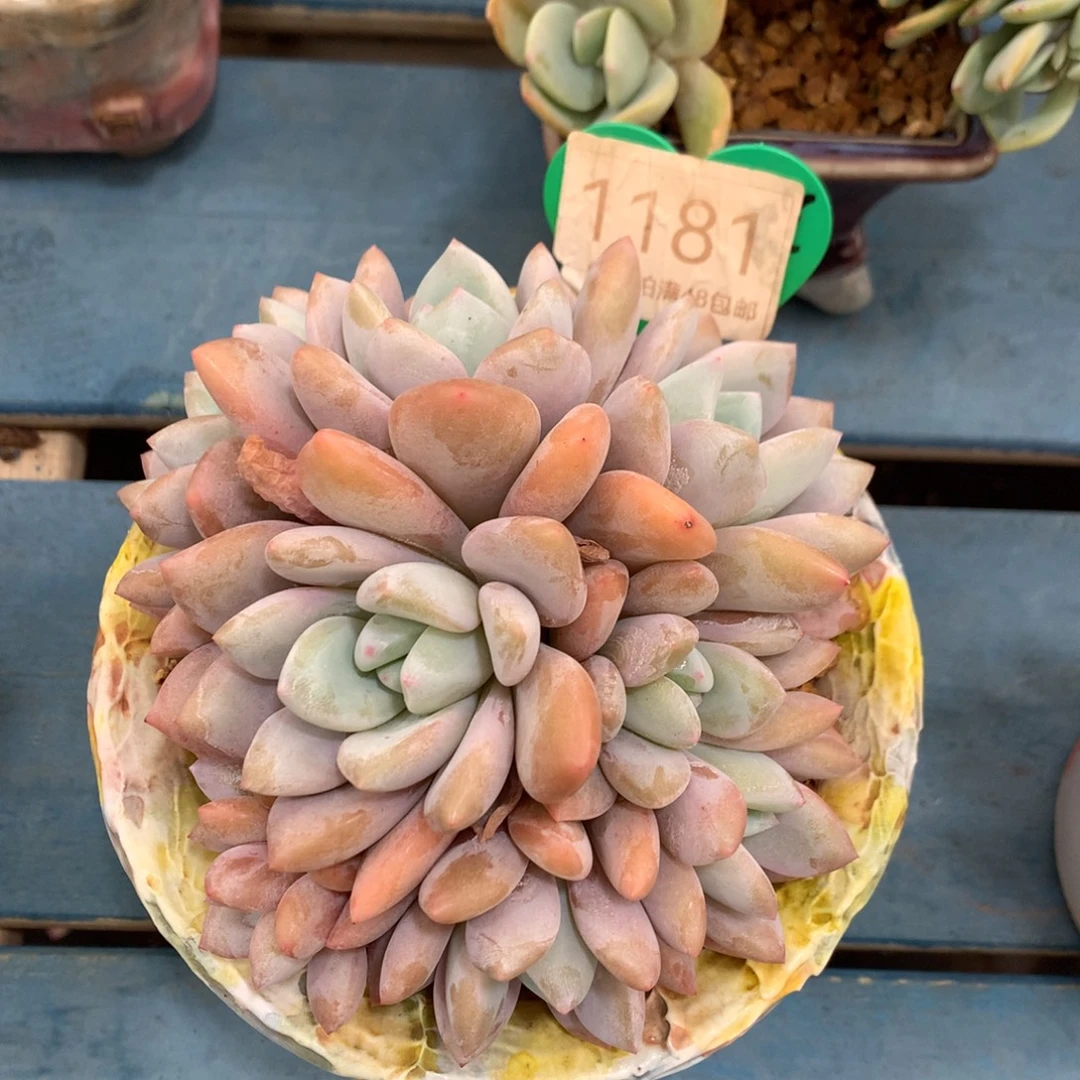 果糖无砍一物一拍1181