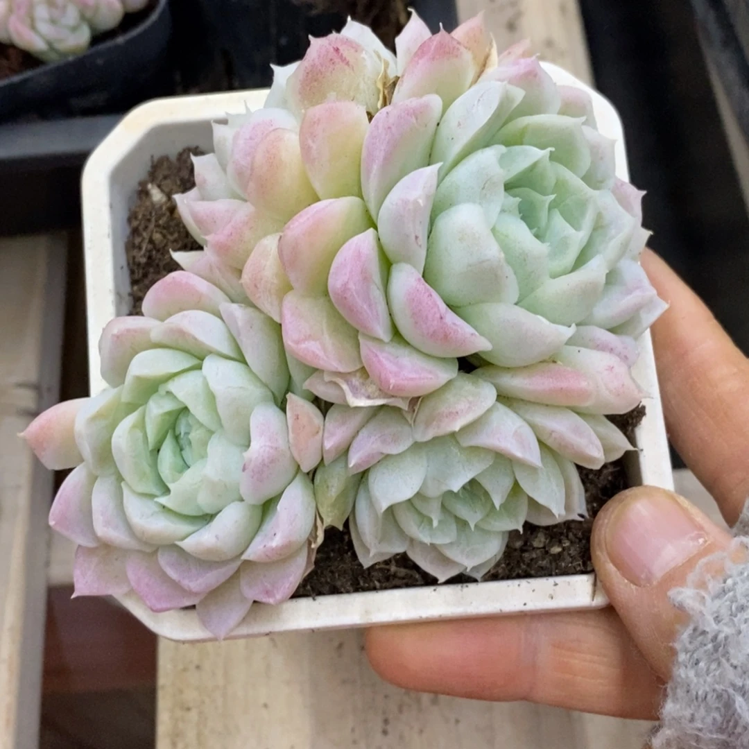 精品多肉一物一拍不包整465