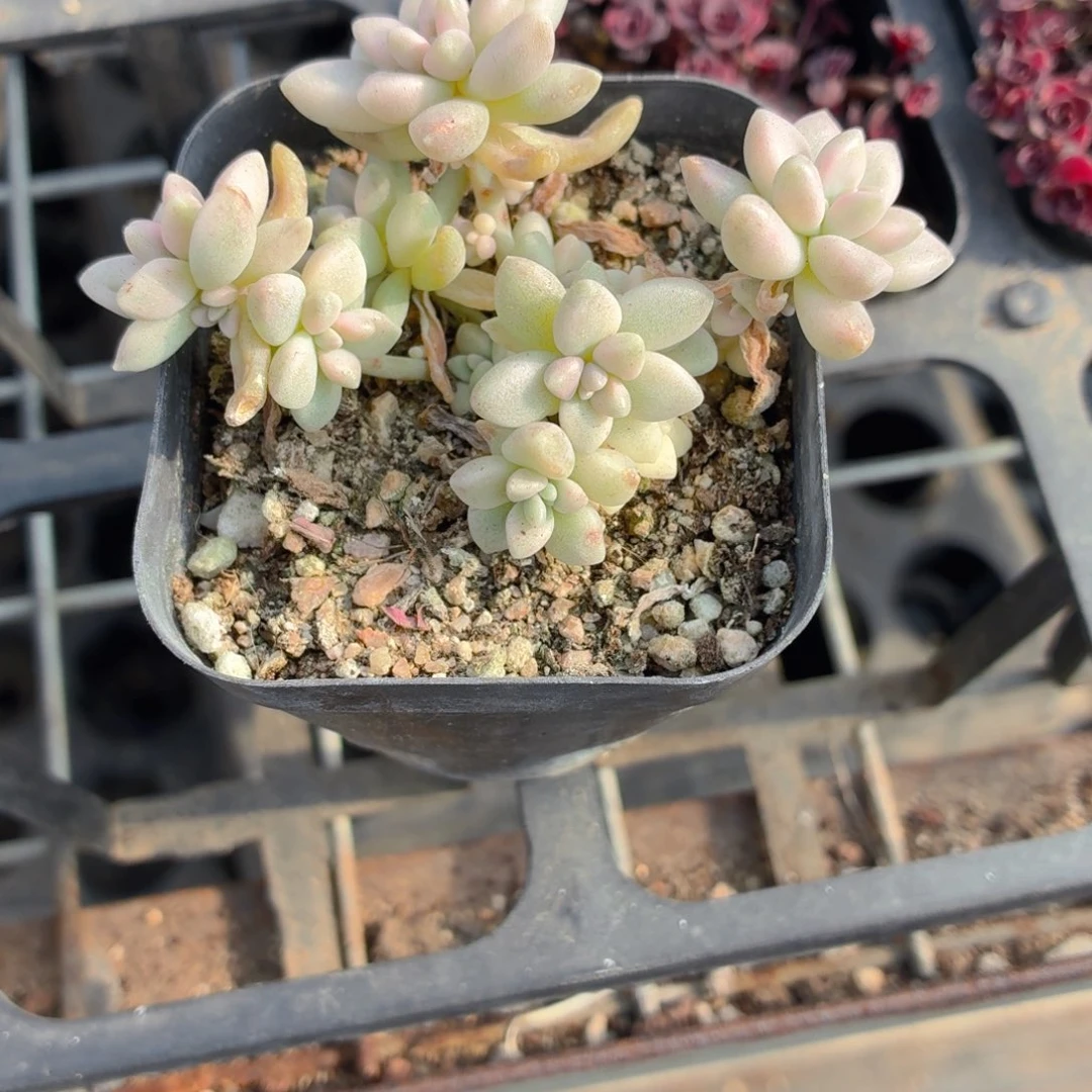 姬秋丽锦多肉9.9包邮发货