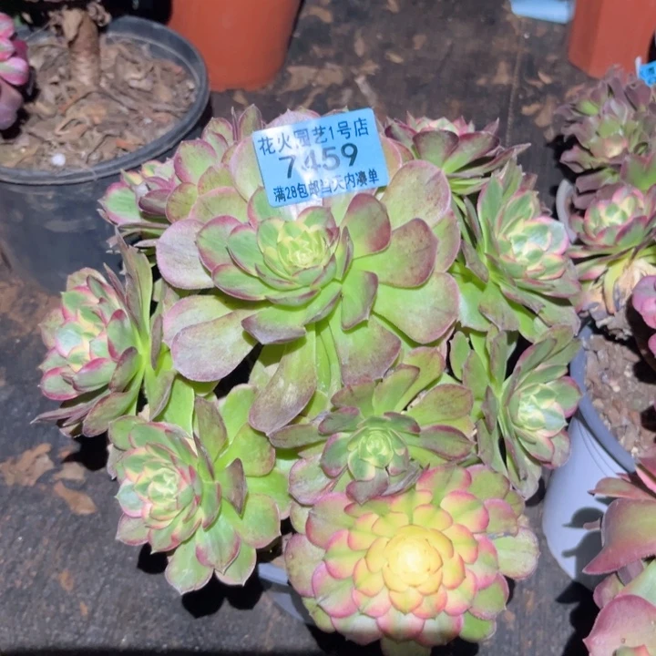 海王7459多肉植物