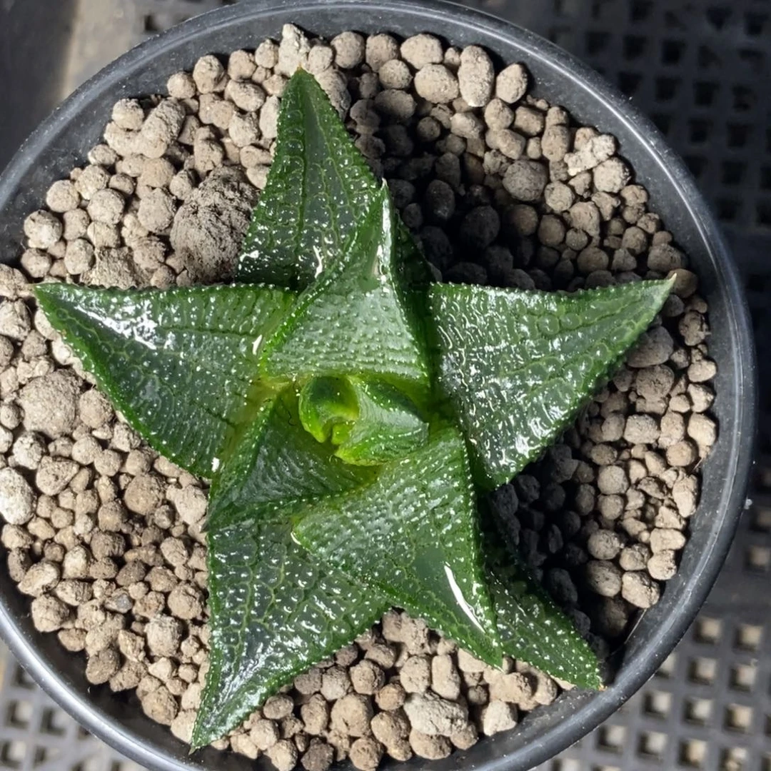 实生硬叶一物一拍