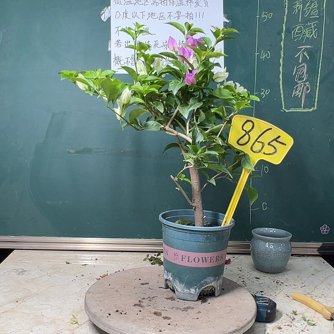 完全开放白雪公主巴西紫同株865