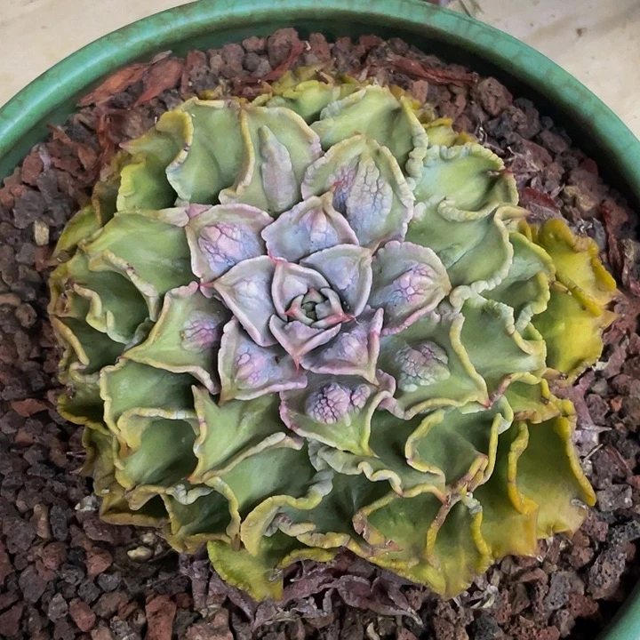 一物一拍一物一拍