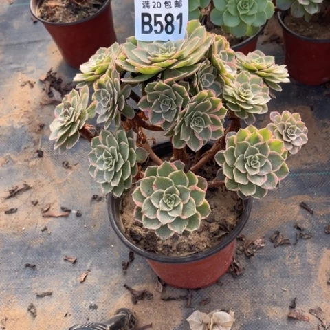 581粉花妖不包断枝