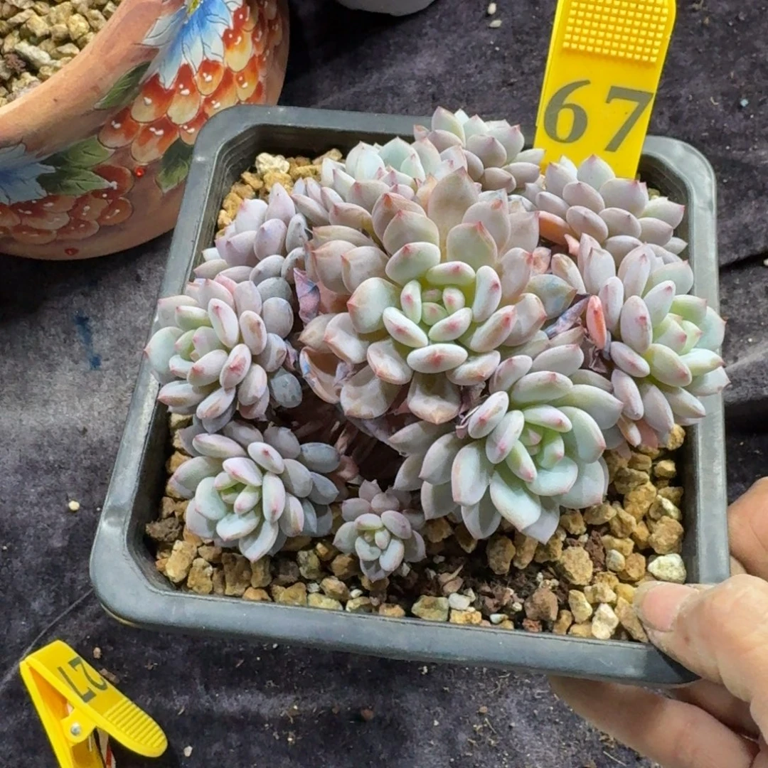 星星橙10头一物一拍67