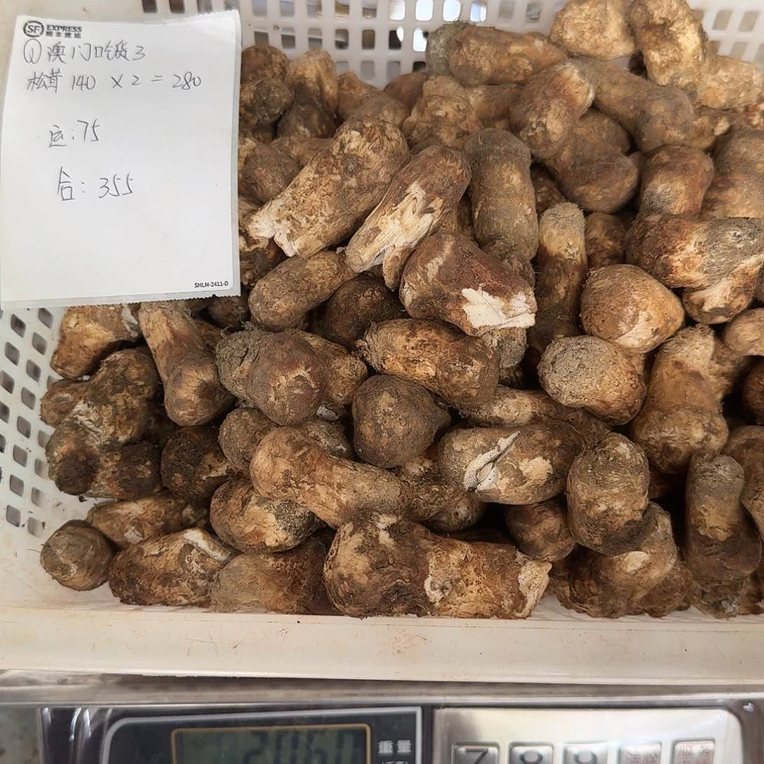 澳***3青头菌中国大陆菌子