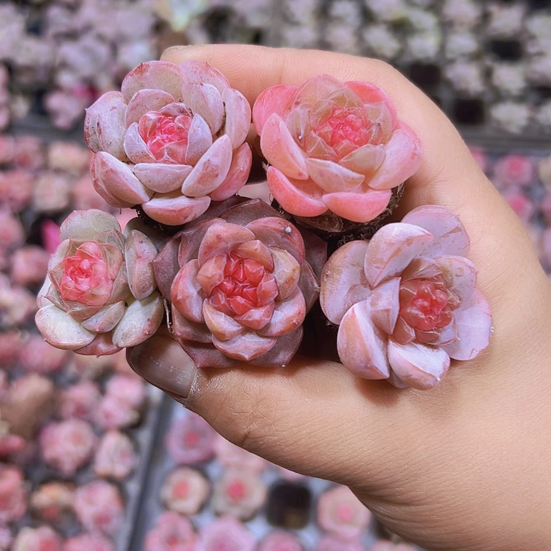 单头草莓果酱3个19包邮